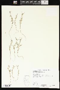 Epilobium minutum image