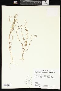 Epilobium pallidum image