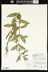 Epilobium parviflorum image