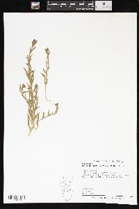 Epilobium torreyi image