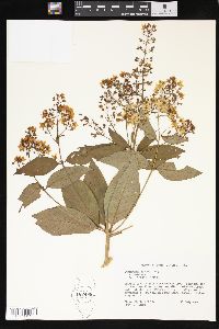 Lysimachia fraseri image