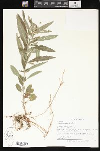 Lysimachia lanceolata image