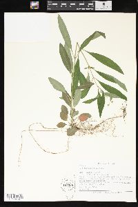 Lysimachia lanceolata image