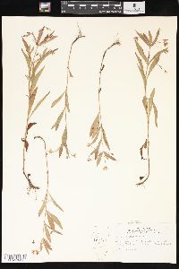 Lysimachia lanceolata image