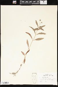 Lysimachia lanceolata image