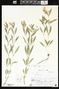 Lysimachia lanceolata image