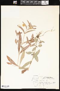 Lysimachia lanceolata image