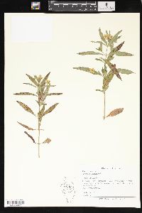 Lysimachia lanceolata image