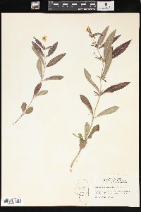 Lysimachia lanceolata image