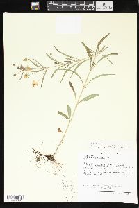 Lysimachia lanceolata image