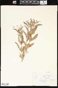 Lysimachia lanceolata image