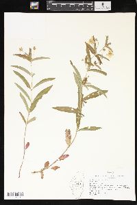 Lysimachia lanceolata image