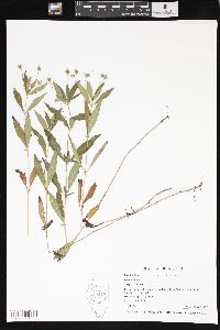 Lysimachia lanceolata image