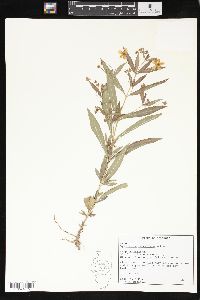 Lysimachia lanceolata image