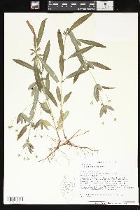 Lysimachia lanceolata image