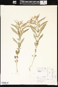 Lysimachia lanceolata image