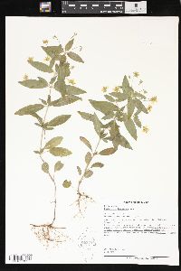 Lysimachia lanceolata image