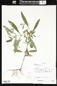 Lysimachia lanceolata image