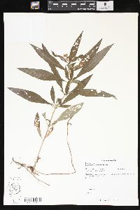 Lysimachia lanceolata image