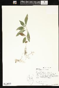 Lysimachia lanceolata image