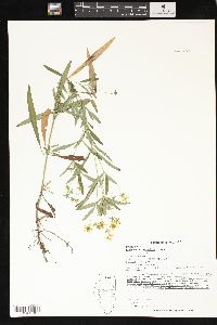 Lysimachia lanceolata image