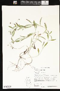 Lysimachia lanceolata image