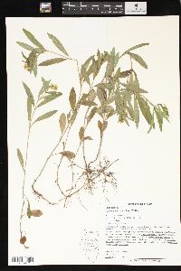 Lysimachia lanceolata image