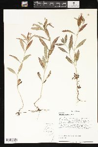 Lysimachia lanceolata image