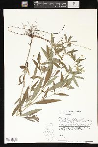 Lysimachia lanceolata image