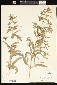 Lysimachia lanceolata image