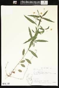 Lysimachia lanceolata image