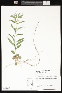 Lysimachia lanceolata image