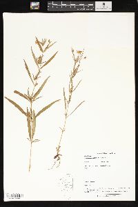 Lysimachia lanceolata image