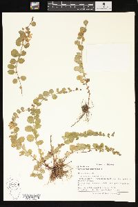 Lysimachia nummularia image