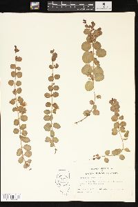 Lysimachia nummularia image