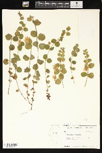 Lysimachia nummularia image