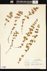 Lysimachia nummularia image