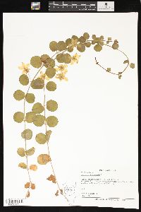 Lysimachia nummularia image