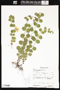 Lysimachia nummularia image