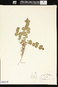 Lysimachia nummularia image