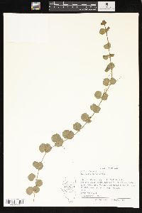 Lysimachia nummularia image