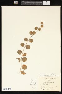 Lysimachia nummularia image