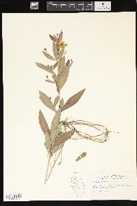 Lysimachia lanceolata image