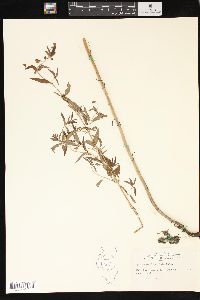 Lysimachia lanceolata image