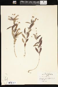 Lysimachia lanceolata image