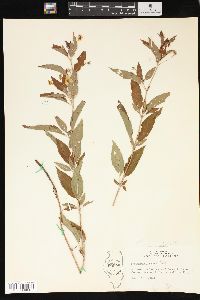 Lysimachia lanceolata image