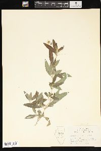 Lysimachia lanceolata image