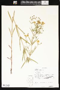 Lysimachia quadriflora image