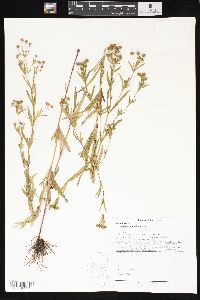 Lysimachia quadriflora image