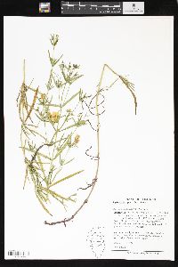 Lysimachia quadriflora image